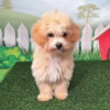 POOCHON PUPPIES FOR SALE