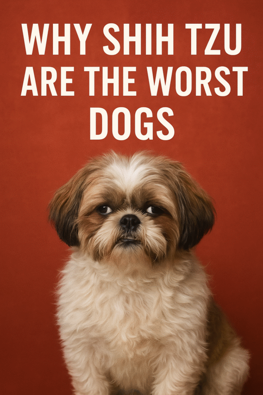WHY SHIH TZU ARE THE WORST DOGS