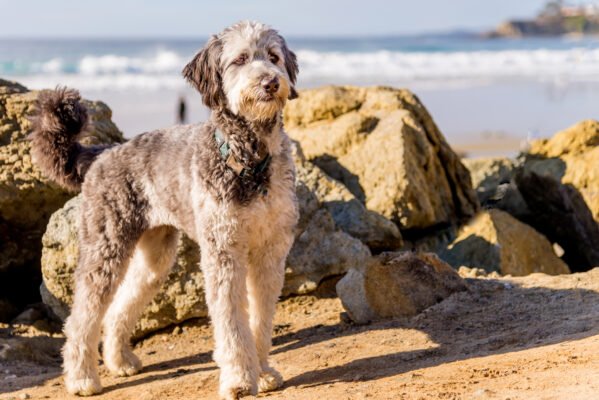 Aussiedoodle puppies for sale