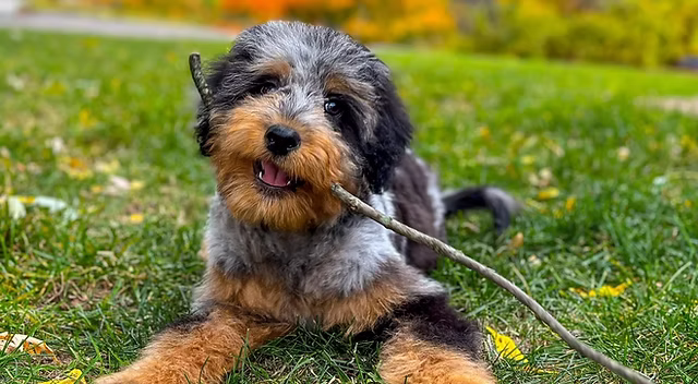 Aussiedoodle puppies for sale