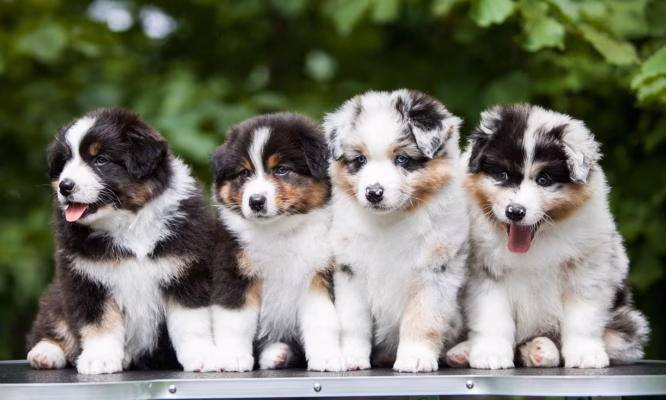 Boston Terrier puppies for sale