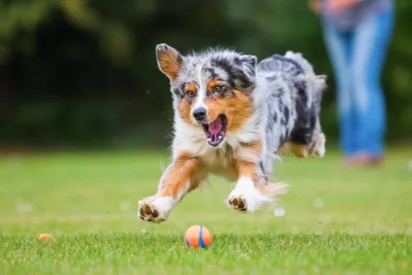 Australian Shepherd puppies for sale