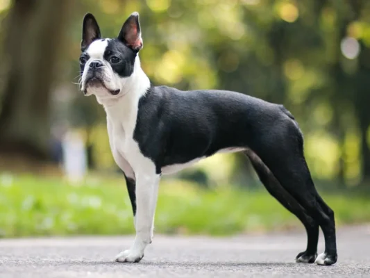 Boston Terrier puppies for sale