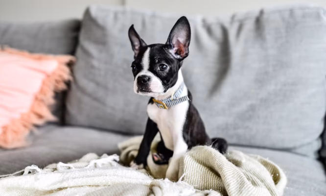 Boston Terrier puppies for sale