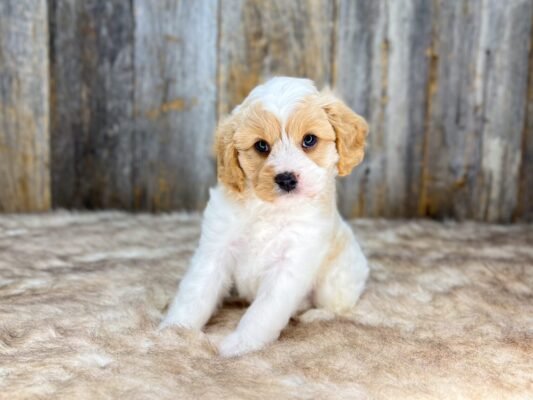 Cavachon puppies for sale