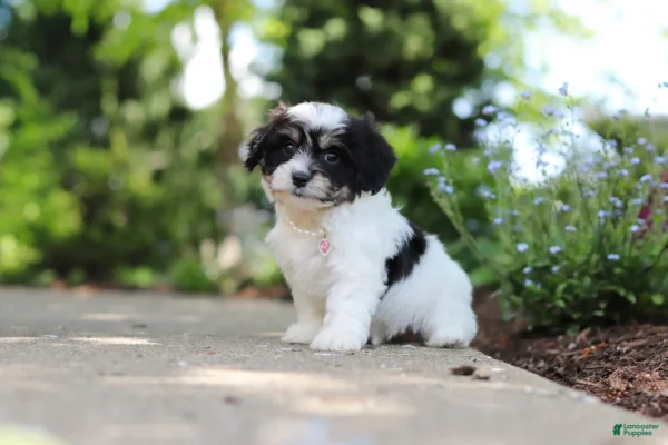 Cavachon puppies for sale