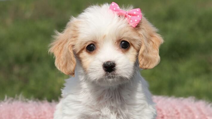 Cavachon puppies for sale