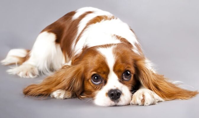 Cavalier King Charles Spaniel puppies for sale