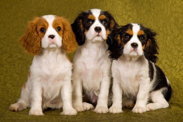Cavalier King Charles Spaniel puppies for sale
