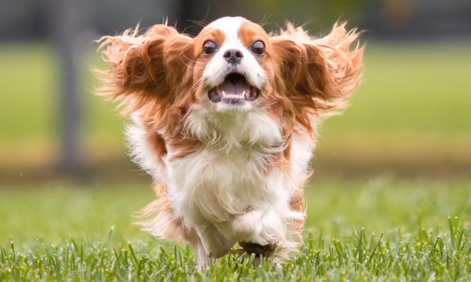 Cavalier King Charles Spaniel puppies for sale