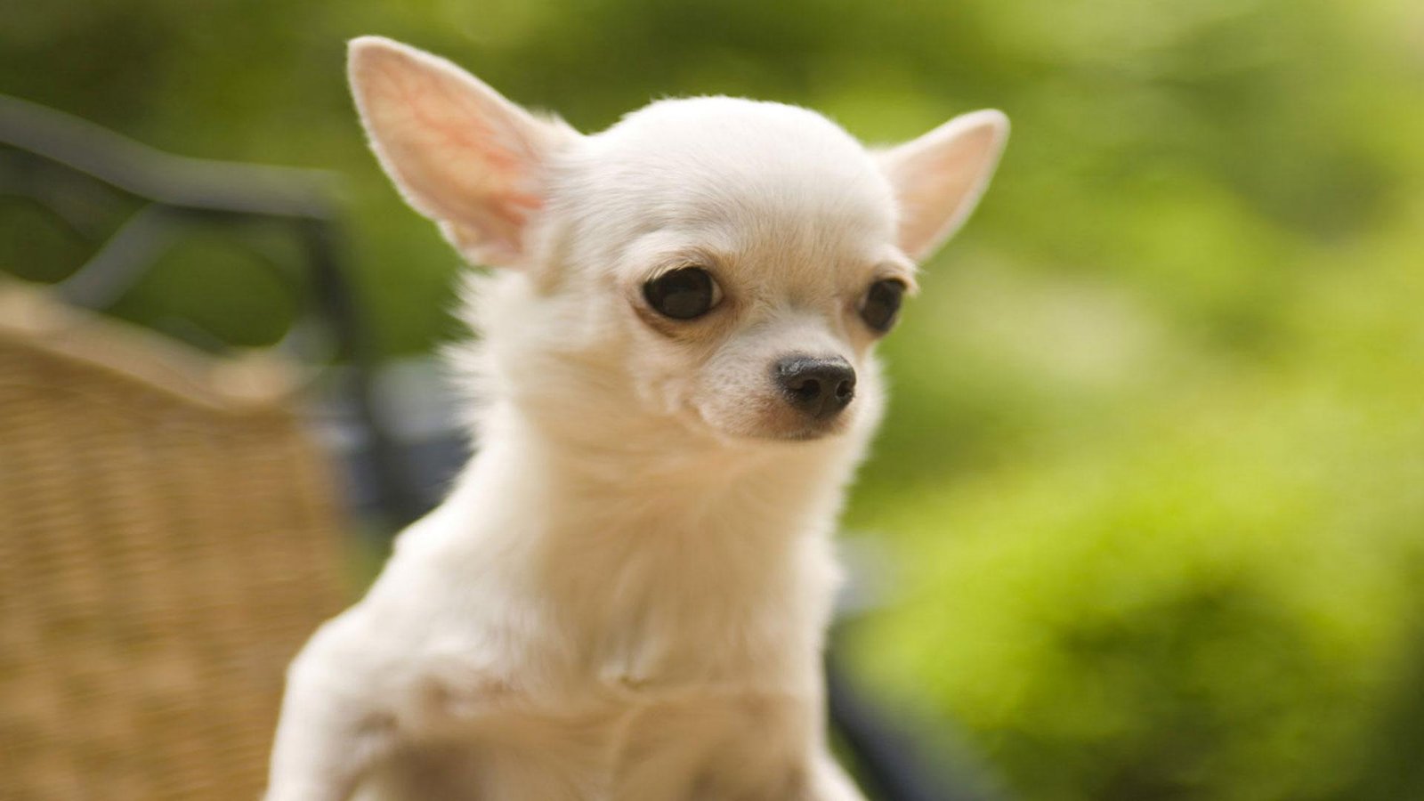 Chihuahua puppies for sale