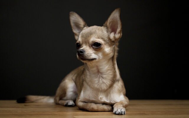 Chihuahua puppies for sale