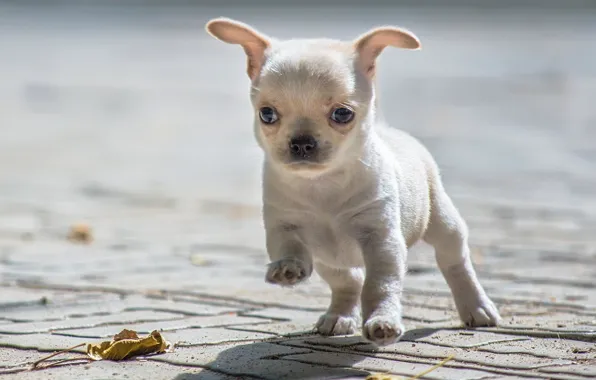 Chihuahua puppies for sale