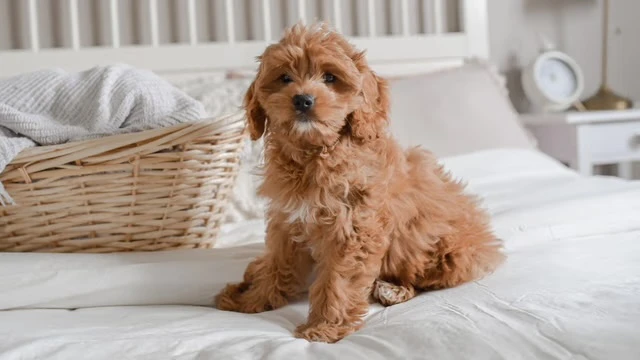 Cockapoo puppies for sale