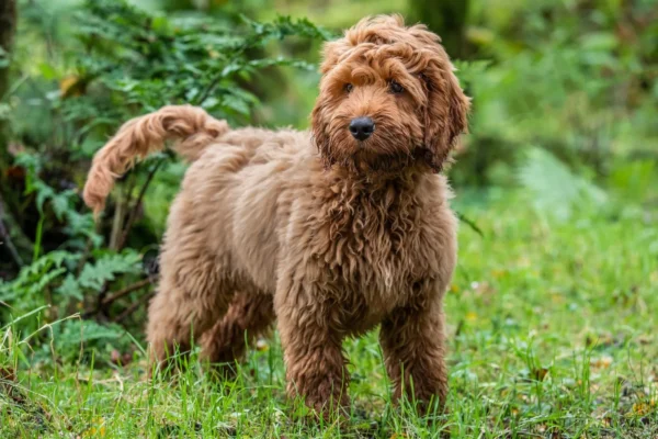 Cockapoo puppies for sale
