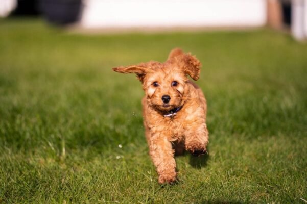 Cockapoo puppies for sale