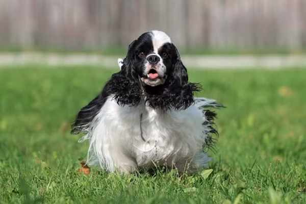 Cocker Spaniel puppies for sale