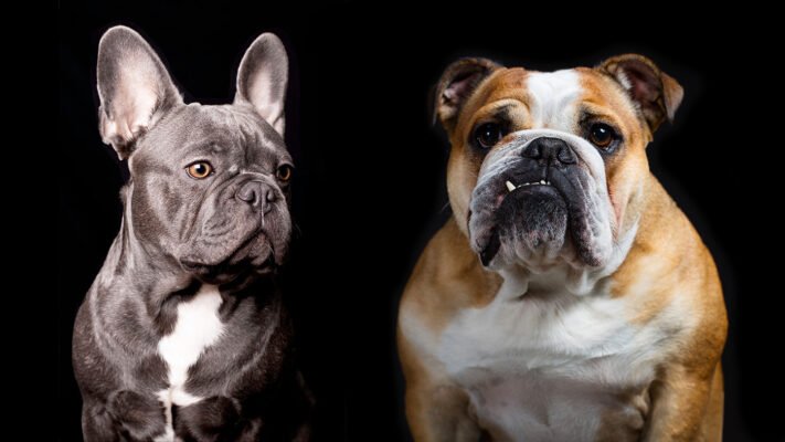 French Bulldog puppies for sale