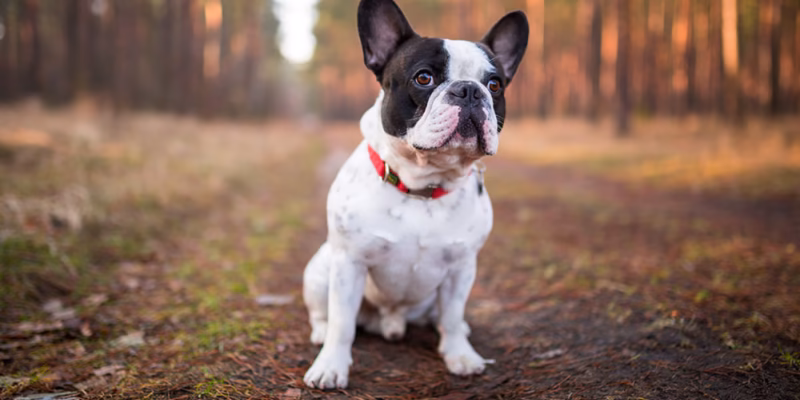 French Bulldog puppies for sale