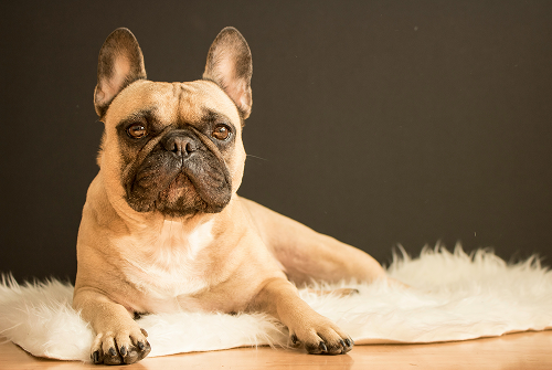 French Bulldog puppies for sale