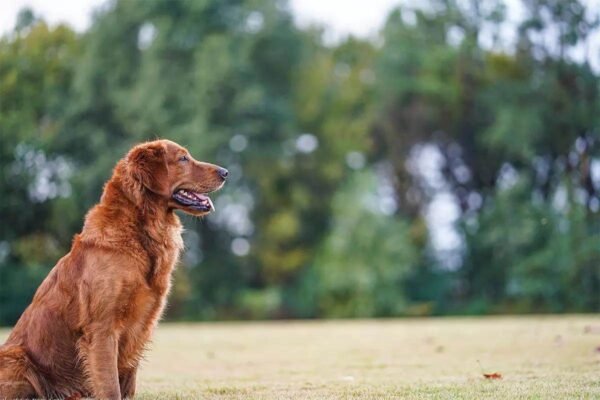 Golden Retriever puppies for sale
