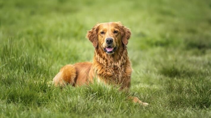 Golden Retriever puppies for sale