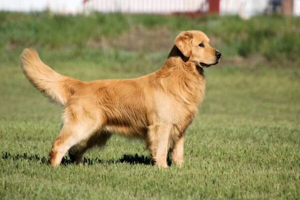 Golden Retriever puppies for sale