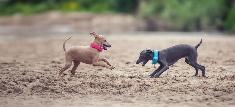 Italian Greyhound puppies for sale