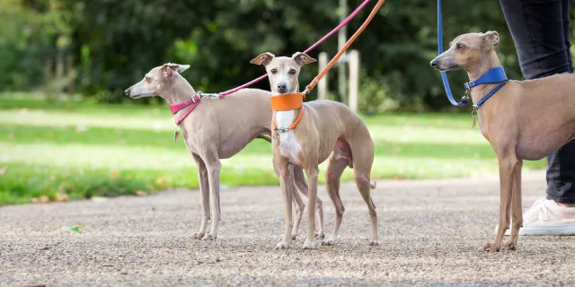 Italian Greyhound puppies for sale