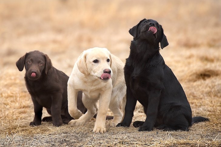 Labrador Retriever puppies for sale