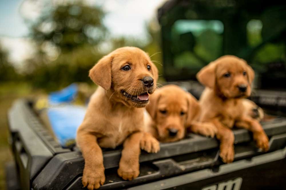 Labrador Retriever puppies for sale