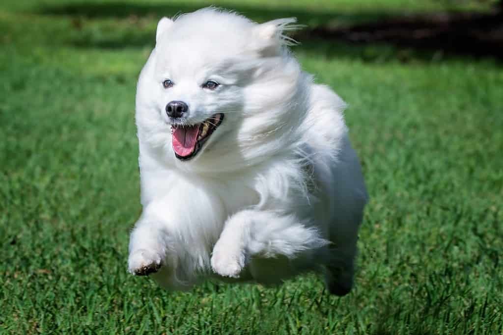 Mini American Eskimo puppies for sale
