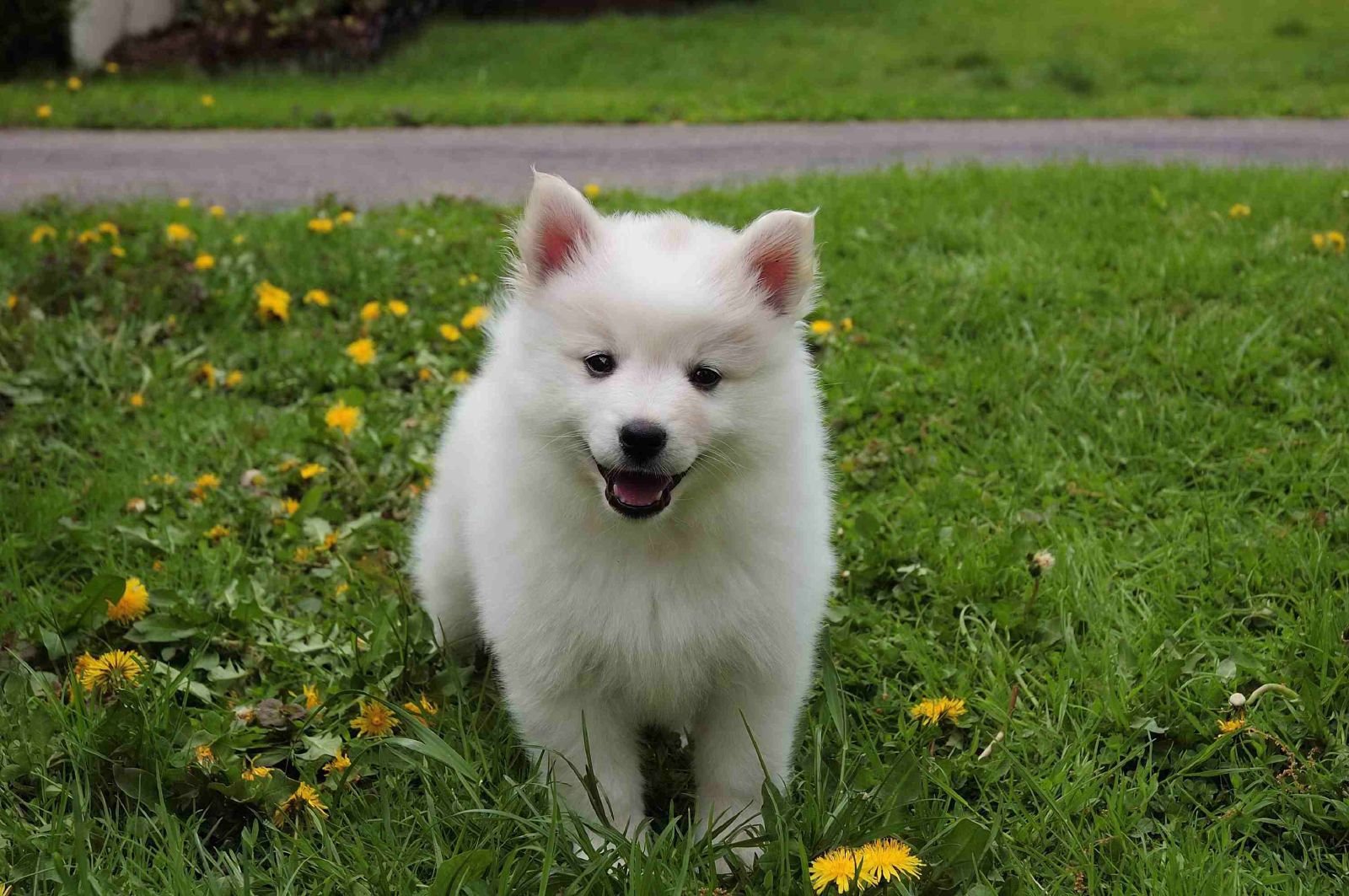 Mini American Eskimo puppies for sale