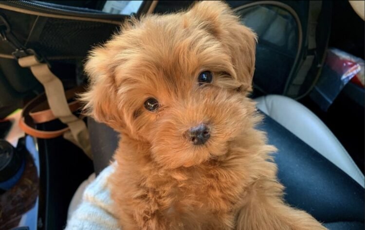 Pomapoo puppies for sale
