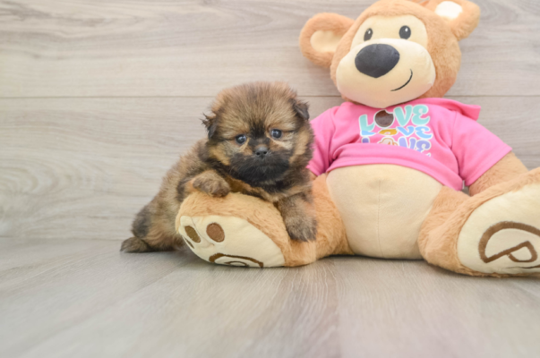 Pomapoo puppies for sale