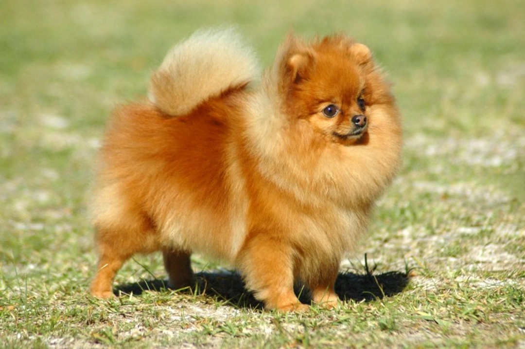 Pomeranian puppies for sale