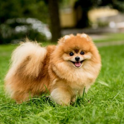 Pomeranian puppies for sale