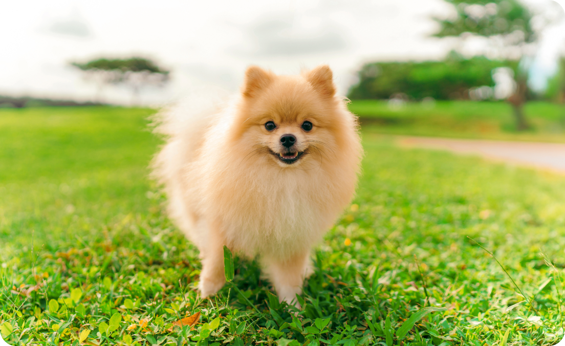 Pomeranian puppies for sale