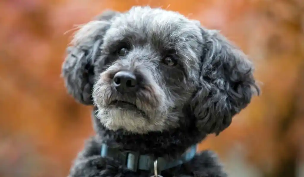 Schnoodle puppies for sale