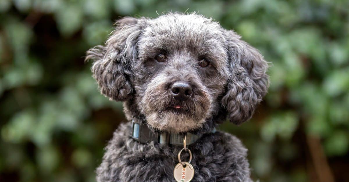 Schnoodle puppies for sale
