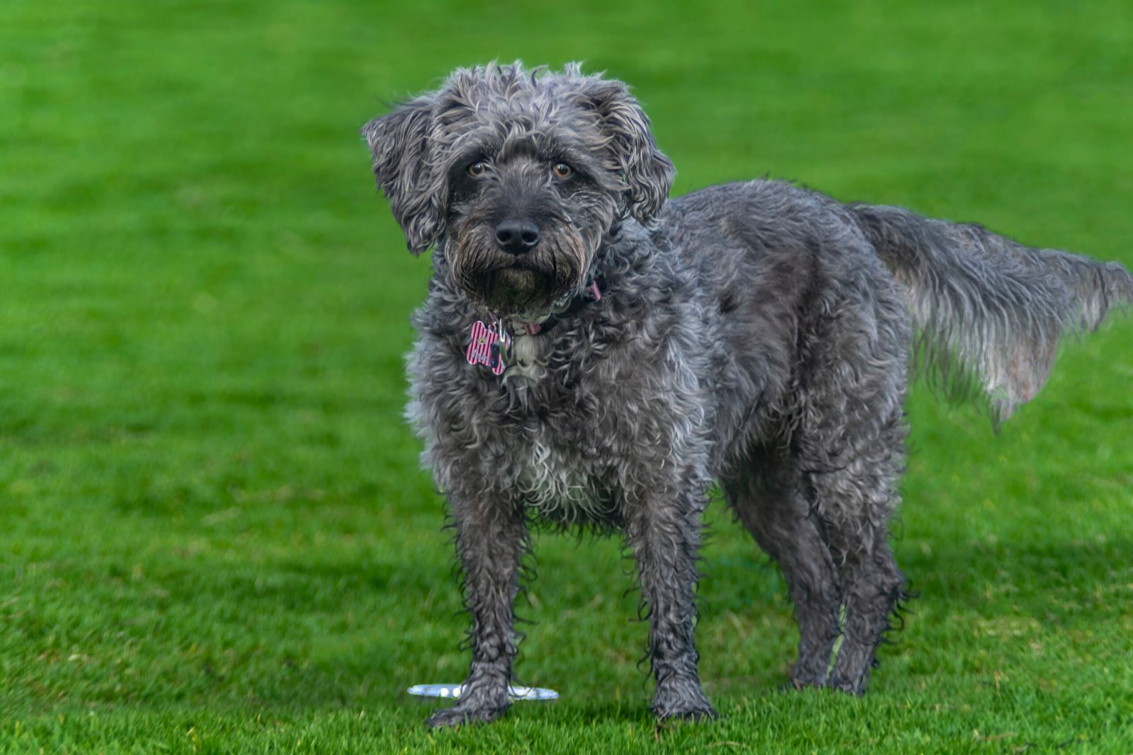 Schnoodle puppies for sale