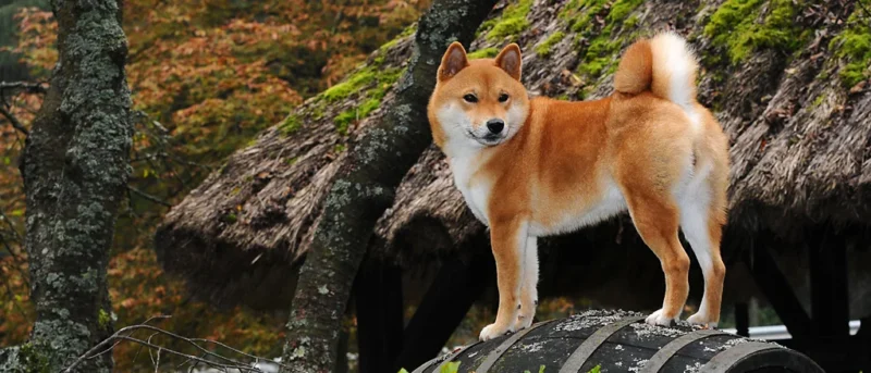 Shiba Inu puppies for sale