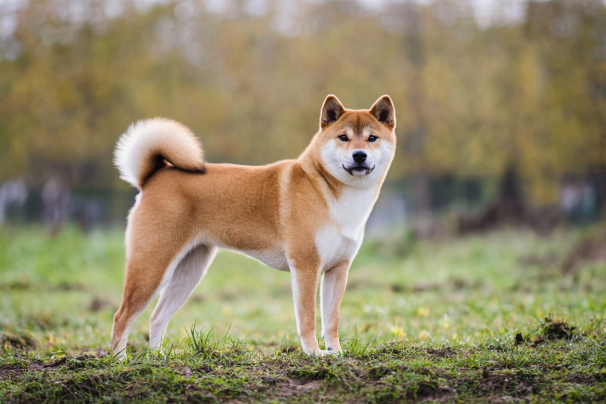 Shiba Inu puppies for sale