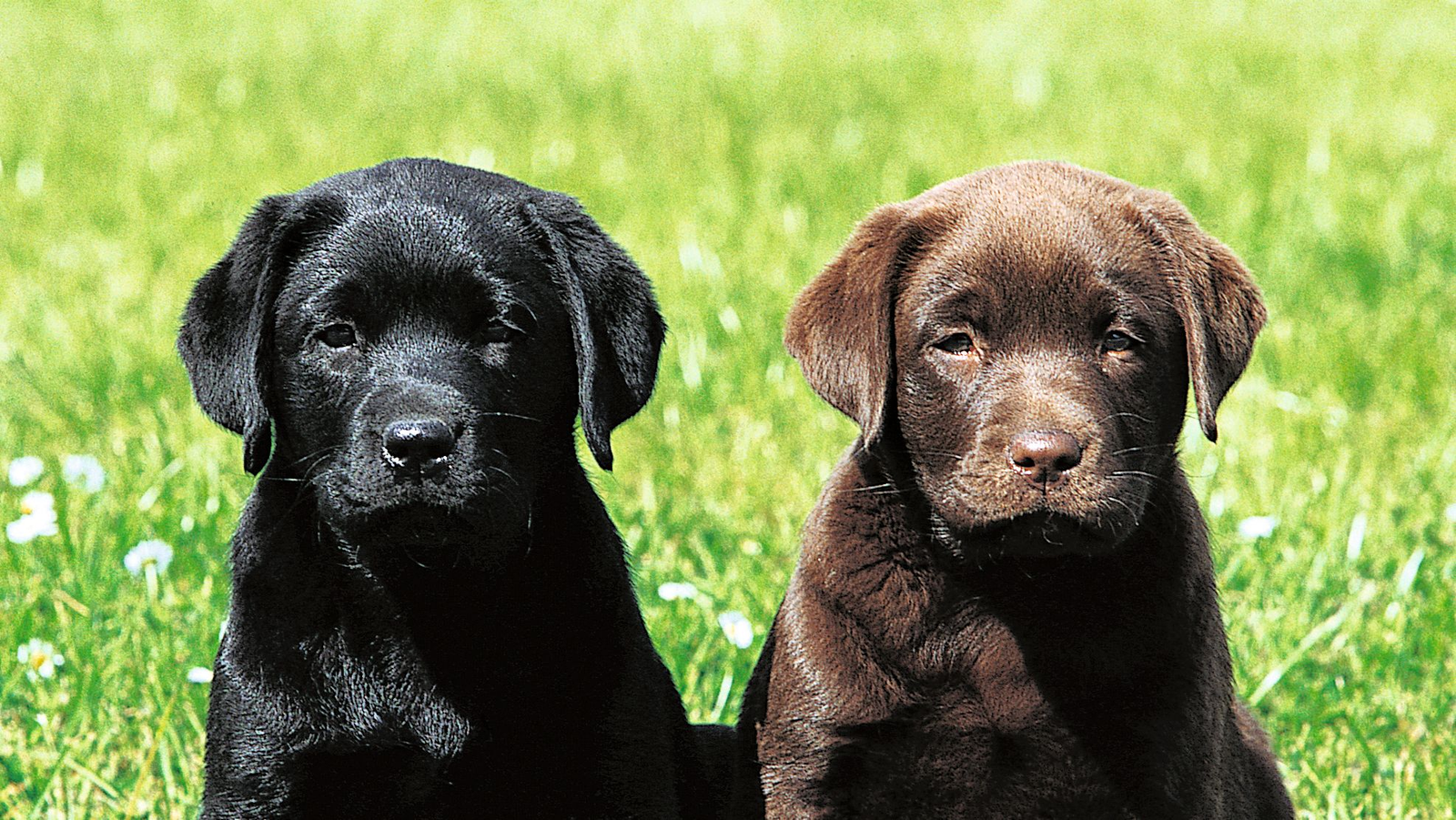 Labrador Retriever puppies for sale