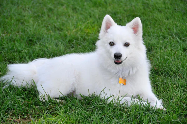 Mini American Eskimo puppies for sale