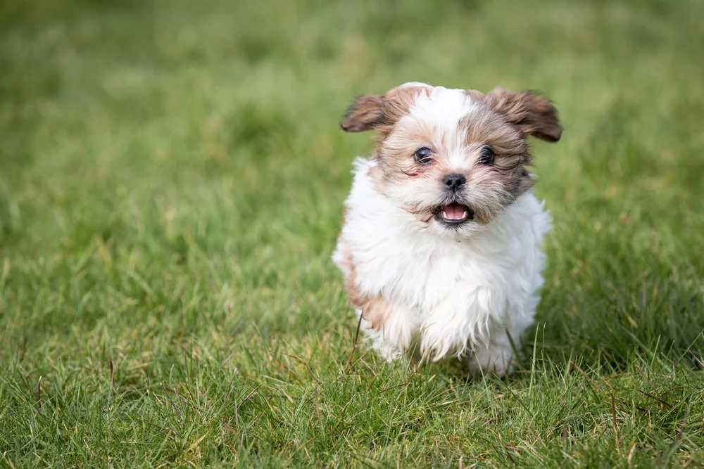 Shih Tzu puppies for sale