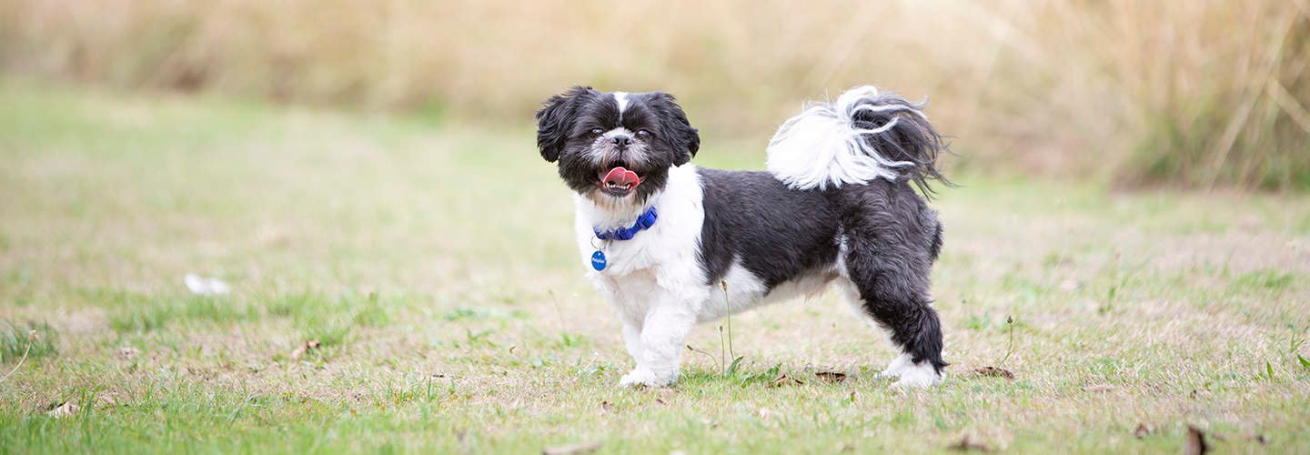 Shih Tzu puppies for sale