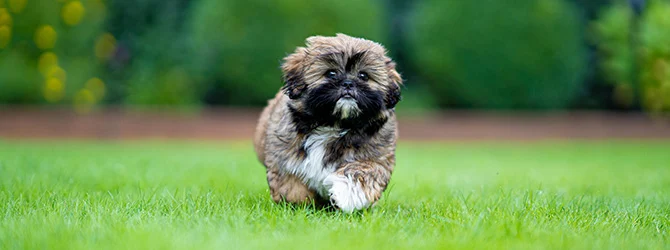 Shih Tzu puppies for sale